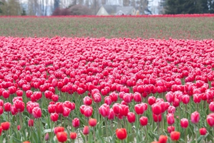 Picture of PINK TULIP HILL