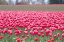 Picture of PINK TULIP HILL