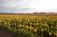 Picture of TULIPS AT SUNSET I
