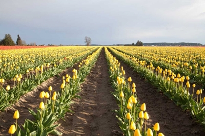 Picture of TULIPS AT SUNSET II