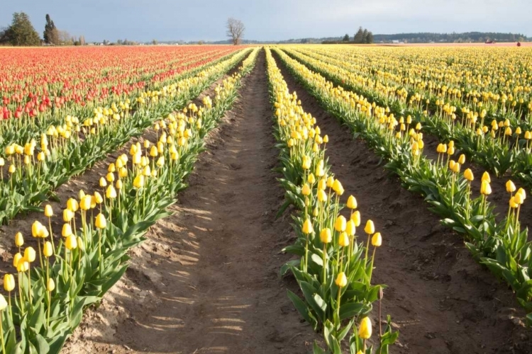 Picture of TULIPS AT SUNSET III