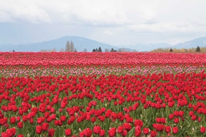 Picture of RED TULIP MOUND II