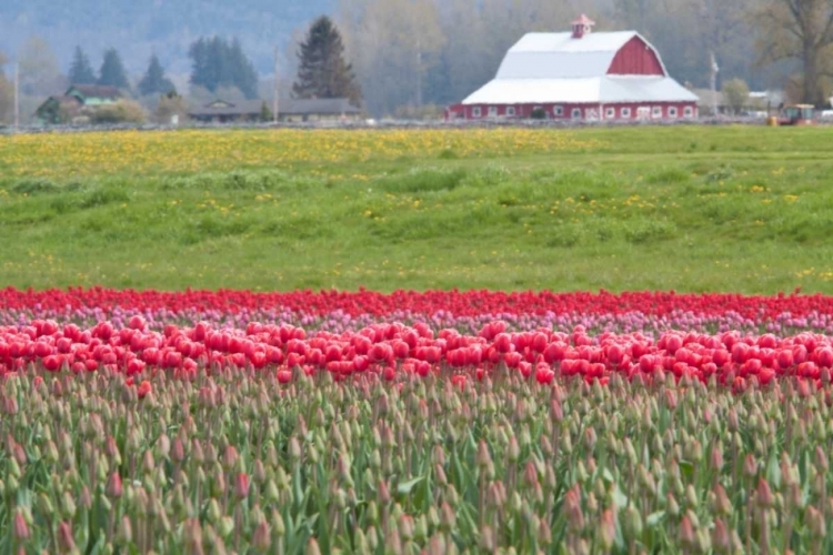 Picture of RED TULIP BARN