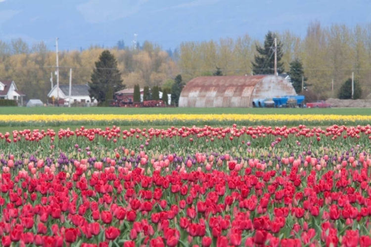 Picture of RED TULIP FARM