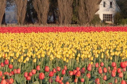 Picture of RED AND ORANGE TULIPS