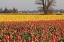 Picture of YELLOW AND ORANGE TULIPS I