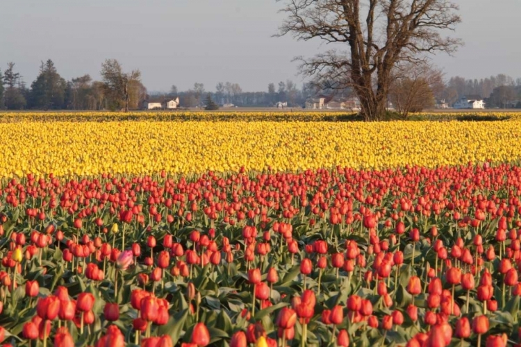 Picture of YELLOW AND ORANGE TULIPS I