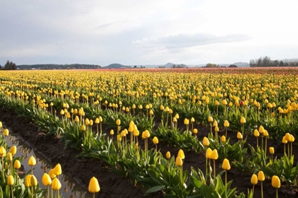 Picture of TULIPS AT SUNSET V