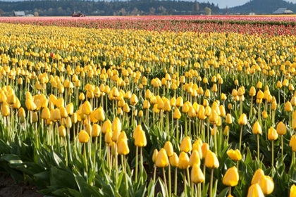 Picture of YELLOW AND ORANGE TULIPS II