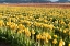 Picture of YELLOW AND ORANGE TULIPS II