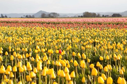 Picture of YELLOW AND ORANGE TULIPS III