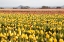 Picture of YELLOW AND ORANGE TULIPS III
