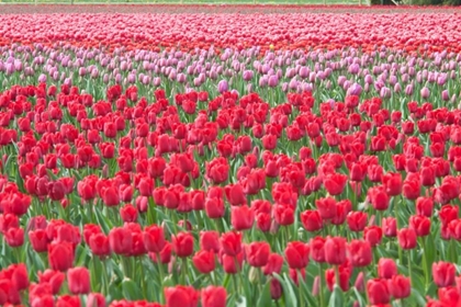 Picture of MARCH OF THE TULIPS I