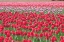 Picture of MARCH OF THE TULIPS I