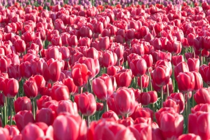 Picture of FIELD OF PINK