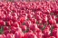 Picture of FIELD OF PINK