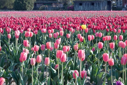 Picture of YELLOW AMONG PINKS