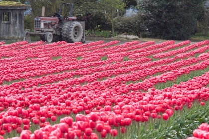 Picture of VIBRANT PINK TULIPS