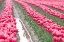 Picture of RAINY TULIP FIELD