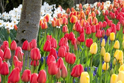Picture of TULIP BED I