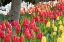 Picture of TULIP BED I