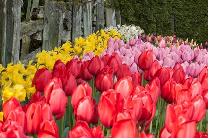 Picture of TULIP BED II
