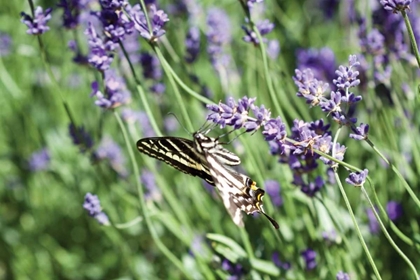 Picture of LAVENDER AND BUTTERFLY I