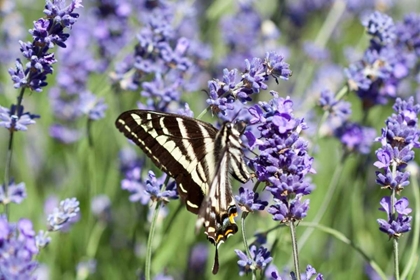 Picture of LAVENDER AND BUTTERFLY II