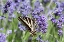 Picture of LAVENDER AND BUTTERFLY II