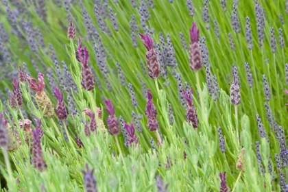 Picture of LAVENDER SWAY I