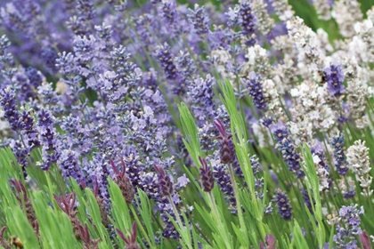 Picture of LAVENDER SWAY II