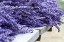 Picture of LAVENDER HARVEST I