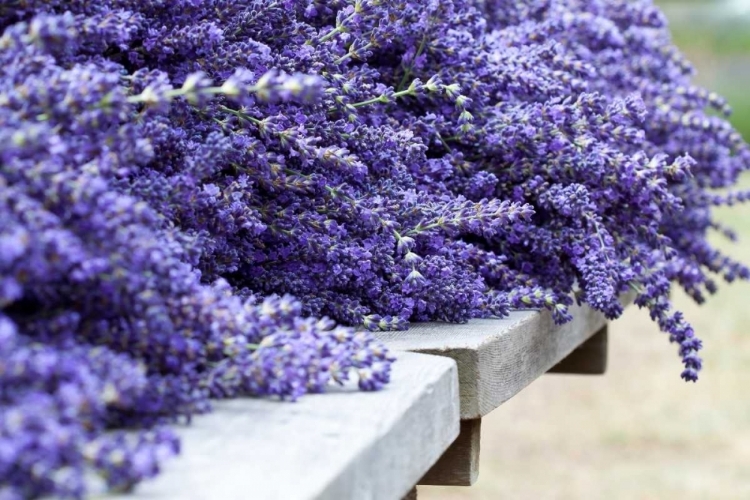 Picture of LAVENDER HARVEST I