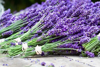 Picture of LAVENDER HARVEST II