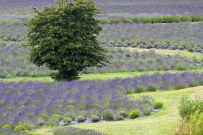 Picture of LAVENDER FIELD AND TREE