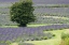 Picture of LAVENDER FIELD AND TREE