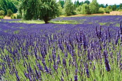 Picture of LAVENDER FIELD I