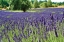 Picture of LAVENDER FIELD I