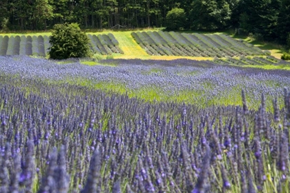 Picture of LAVENDER FIELD II