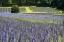 Picture of LAVENDER FIELD II