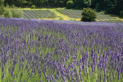 Picture of LAVENDER FIELD III