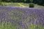 Picture of LAVENDER FIELD III