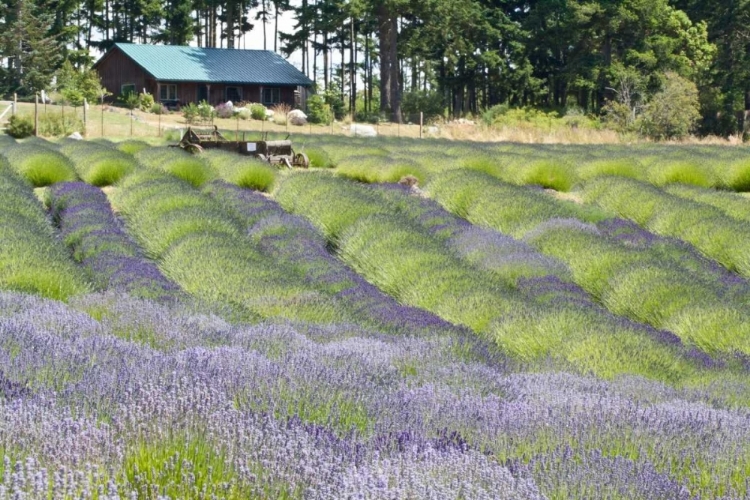 Picture of LAVENDER HILL I