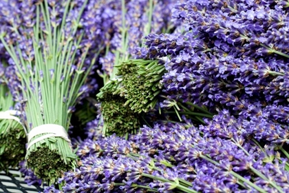 Picture of LAVENDER BUNCHES I