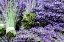 Picture of LAVENDER BUNCHES I
