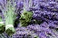 Picture of LAVENDER BUNCHES I