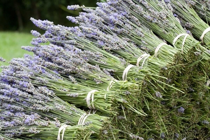 Picture of LAVENDER BUNCHES II