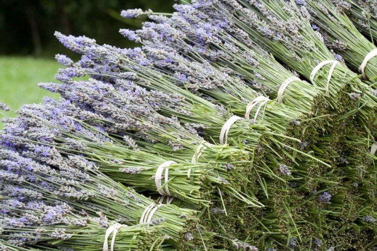 Picture of LAVENDER BUNCHES II