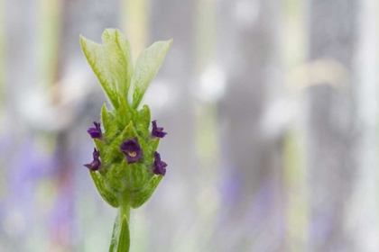 Picture of LAVENDER BUD I