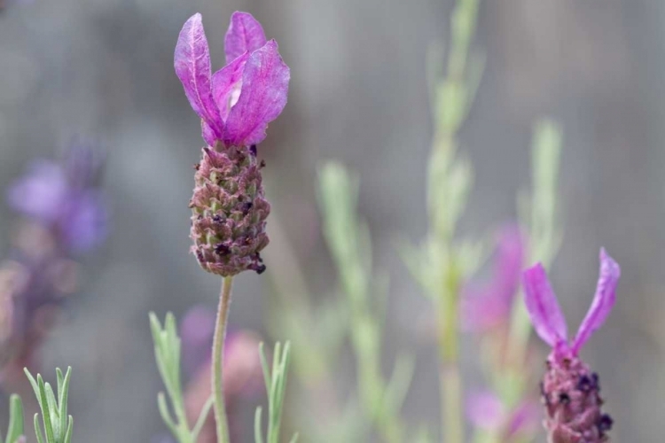 Picture of LAVENDER BUD II